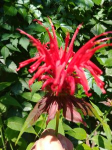Bee balm flower