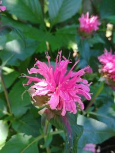 Bee balm flower