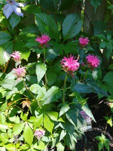 Bee Balm