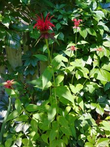 Bee balm flower