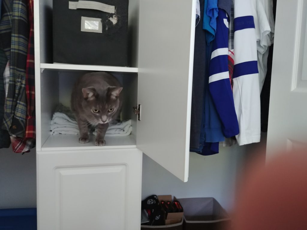 Cats of Costco Cats of Costco