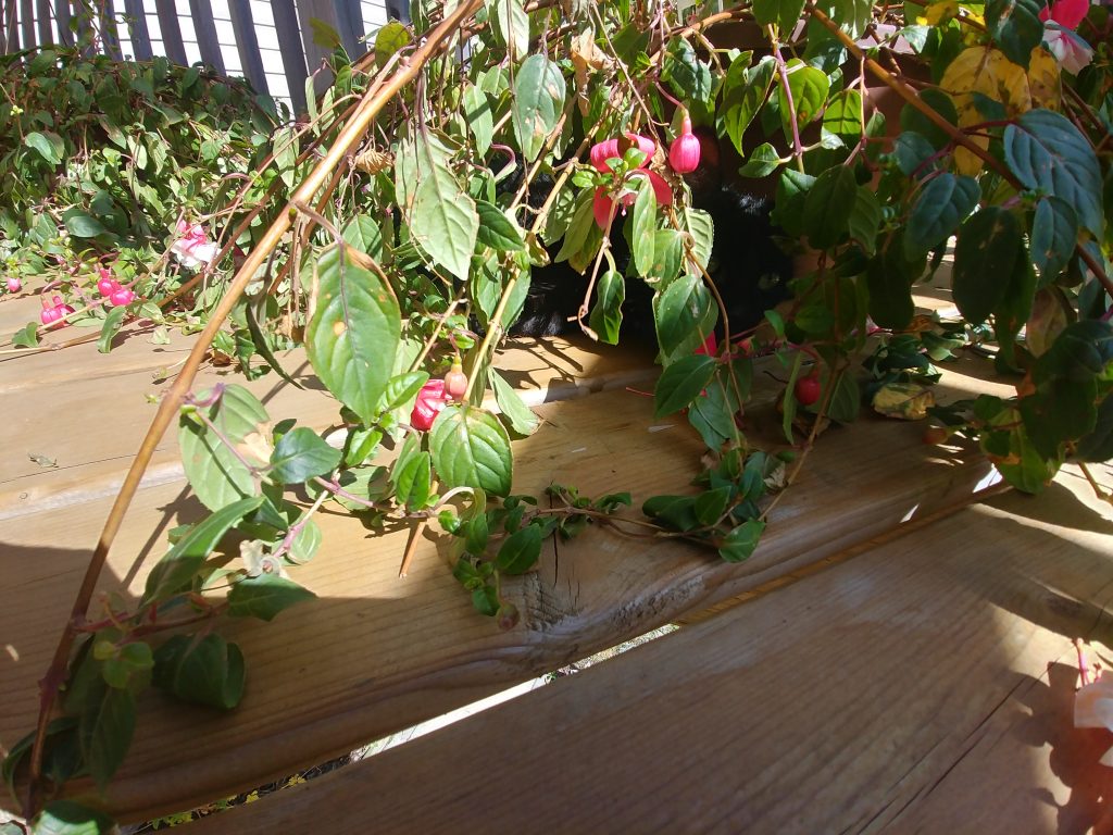 Cats of Costco Cats of Costco