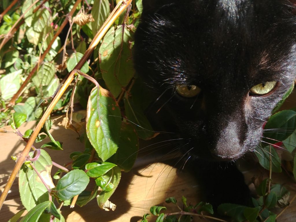 Cats of Costco Cats of Costco