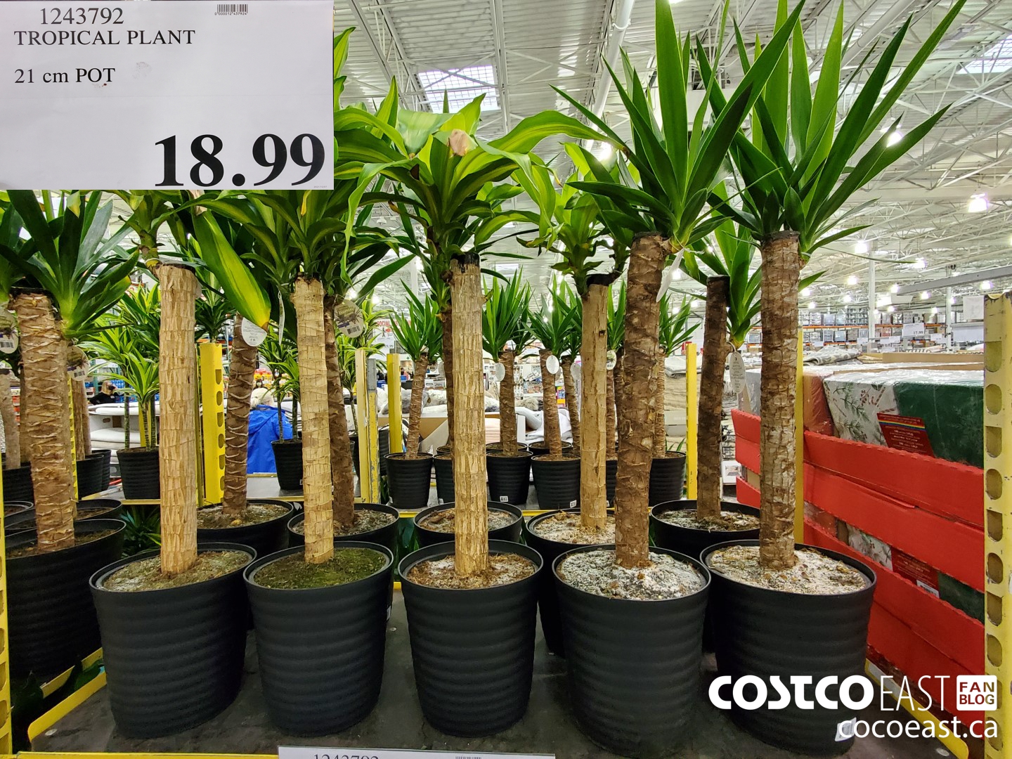 https://east.cocowest1.ca/2021/10/TROPICAL_PLANT_21CM_POT_20211025_45589.jpg