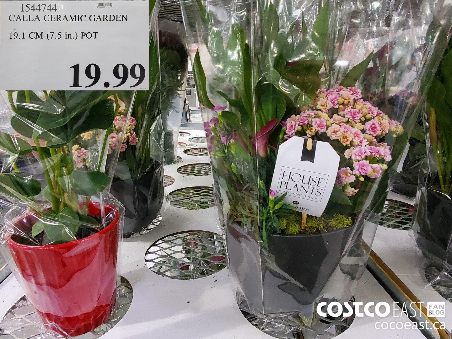 1544744 CALLA CERAMIC GARDEN 19.1 CM (7.5 in.) POT $19.99