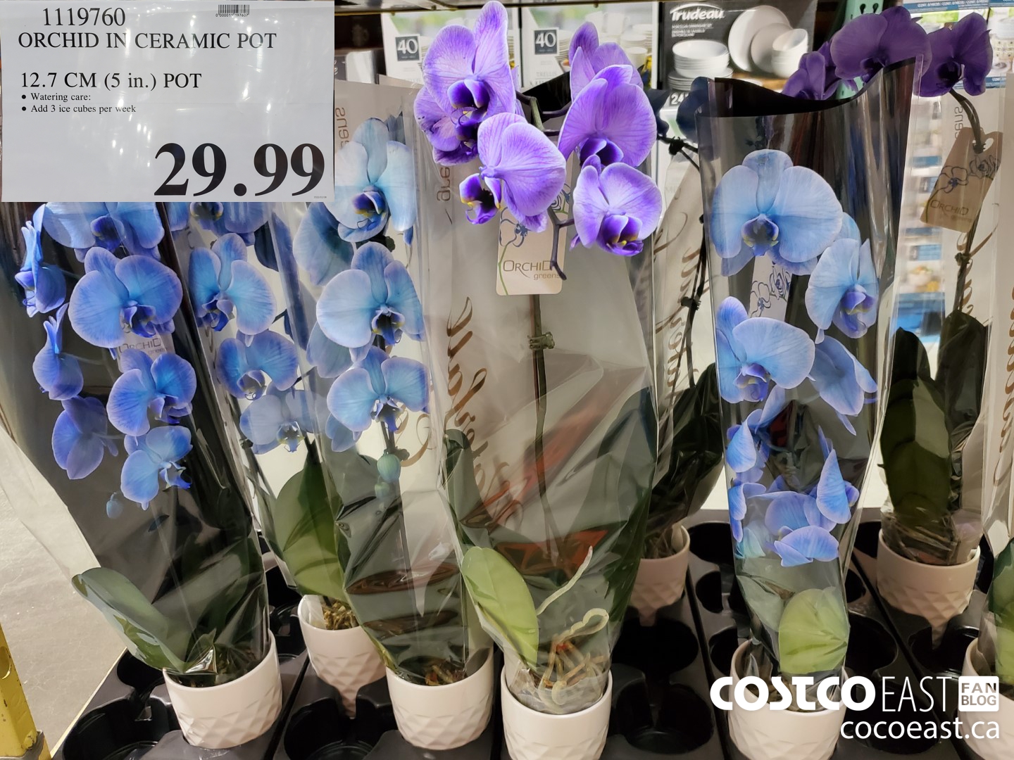 1119760 ORCHID IN CERAMIC PCT 12.7 CM (5 in.) POT $29.99