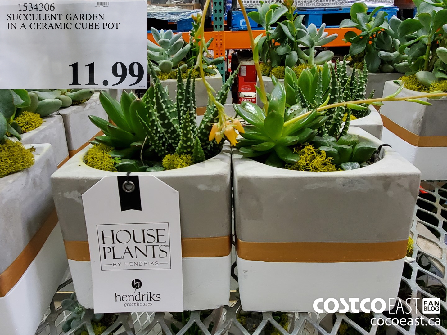 1534306 SUCCULENT GARDEN IN A CERAMIC CUBE POT $11.99