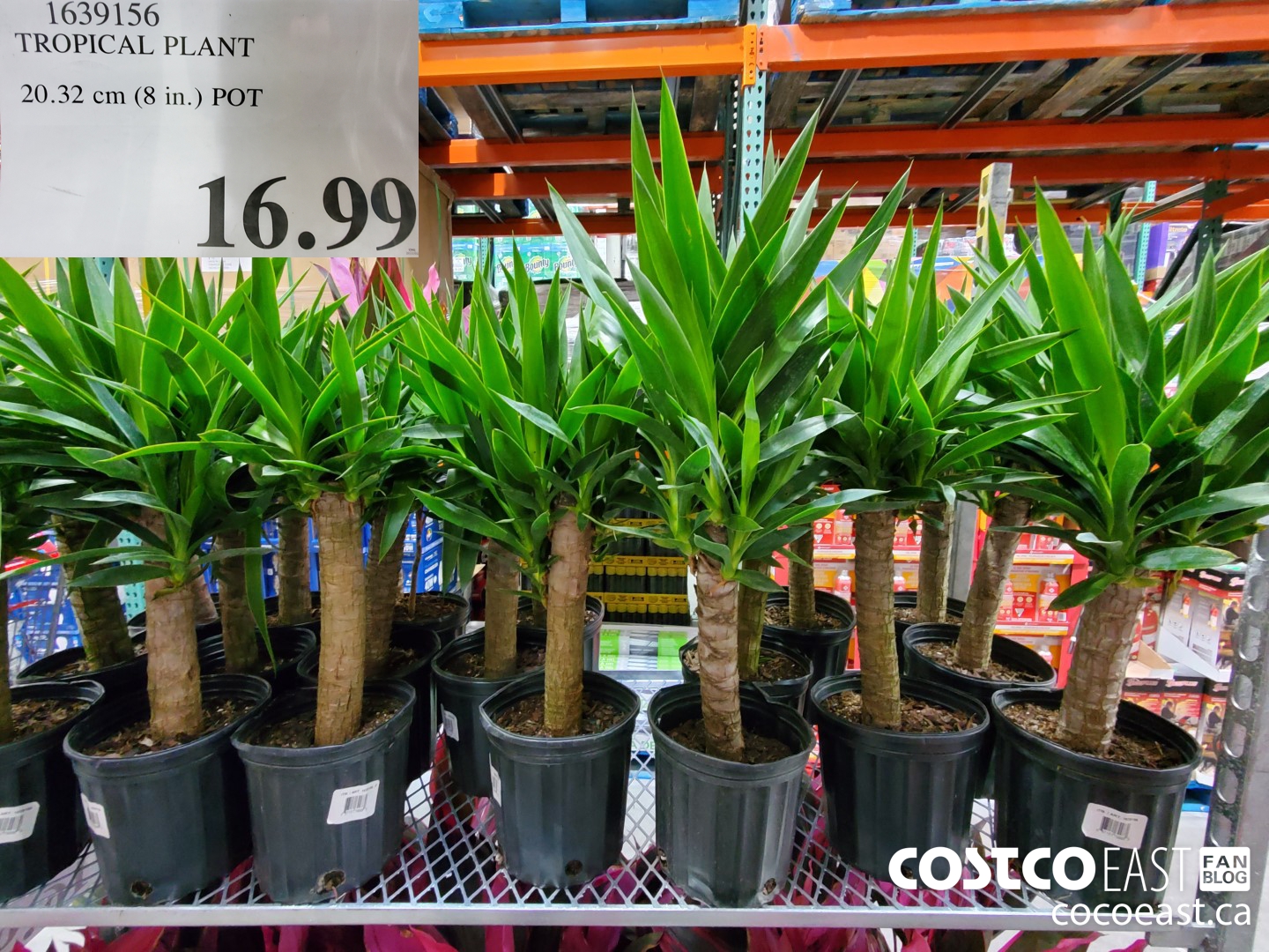 1639156 TROPICAL PLANT 20.32 cm (8 in.) POT  $16.99