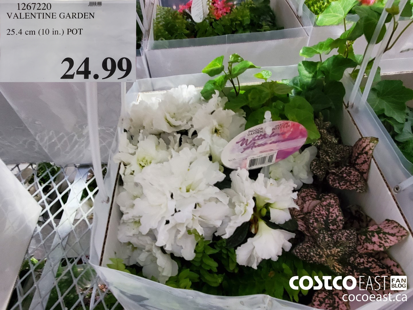 1267220 VALENTINE GARDEN 25.4 cm (10 in.) POT $24.99