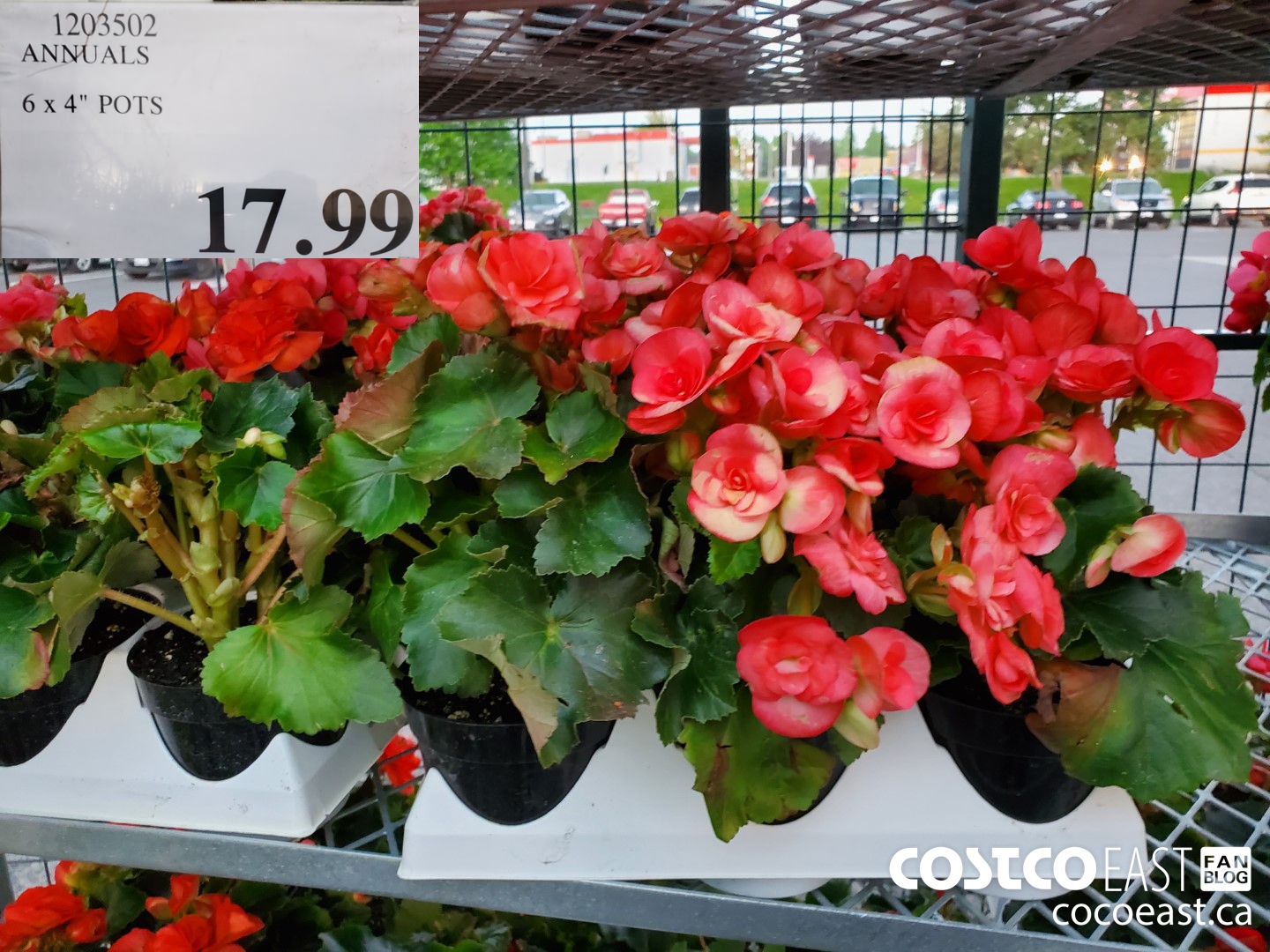 1203502 ANNUALS 6 X 4