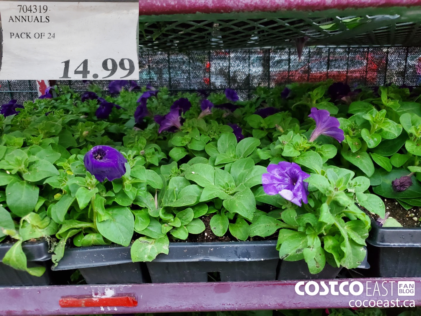 704319 ANNUALS PACK OF 24 $14.99