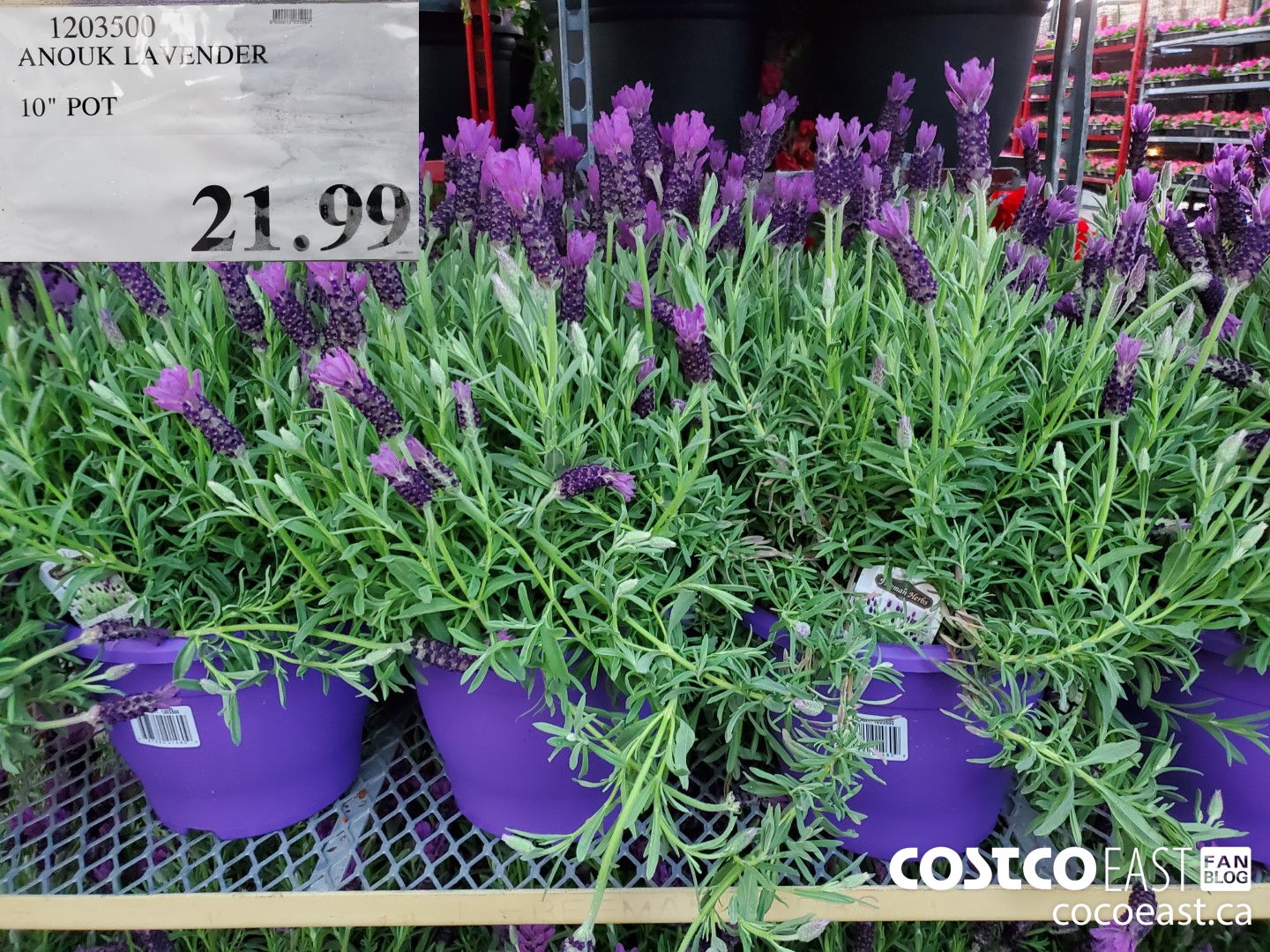 1203500 ANOUK LAVENDER 10