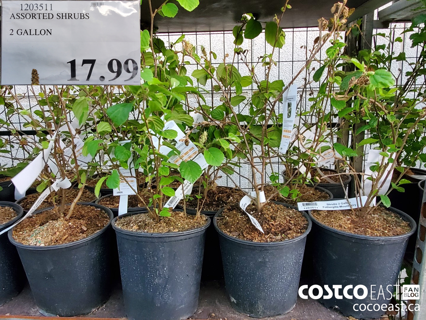 1203511 ASSORTED SHRUBS 2 GALLON $17.99