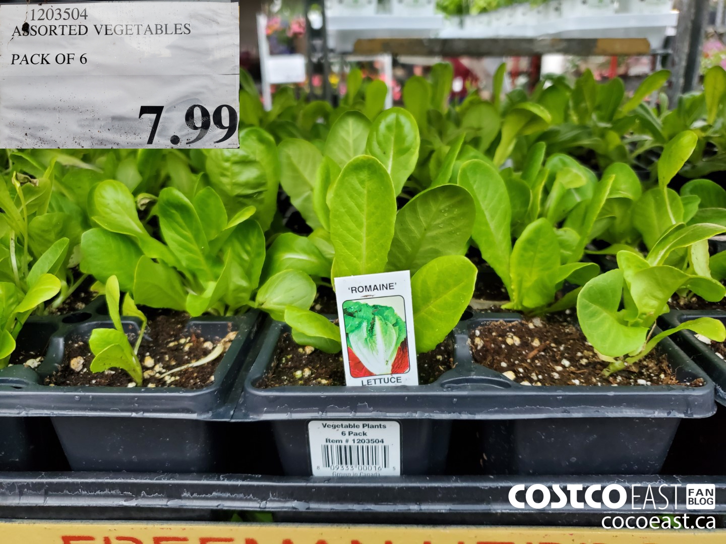 1203504 ASSORTED VEGETABLES PACK OF 6 $7.99