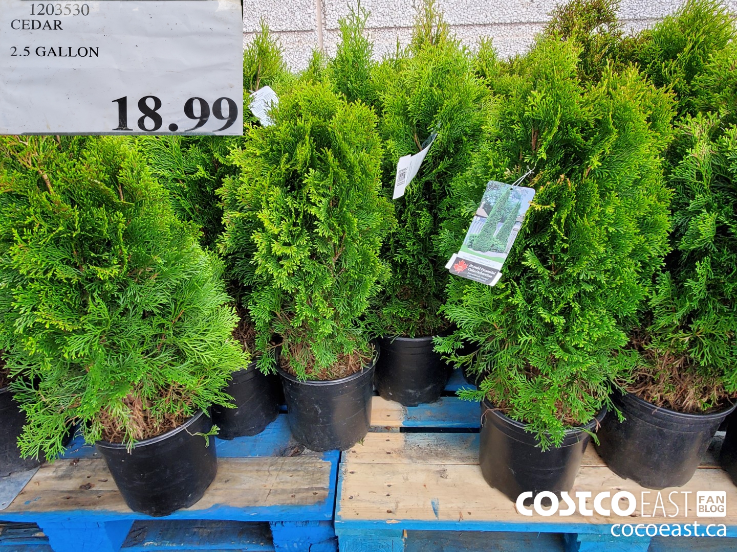 1203530 CEDAR 2.5 GALLON $18.99
