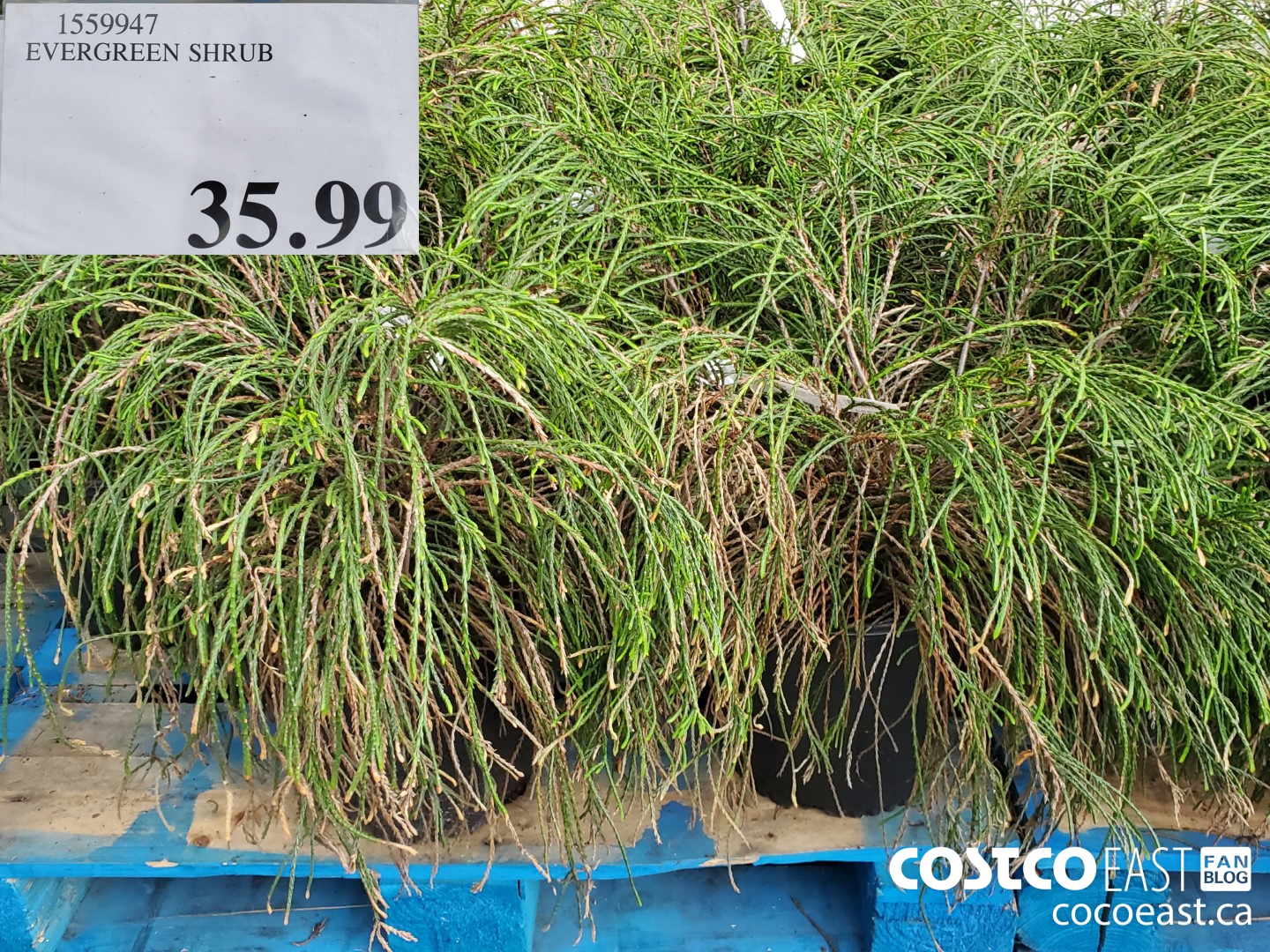 1559947 EVERGREEN SHRUB $35.99