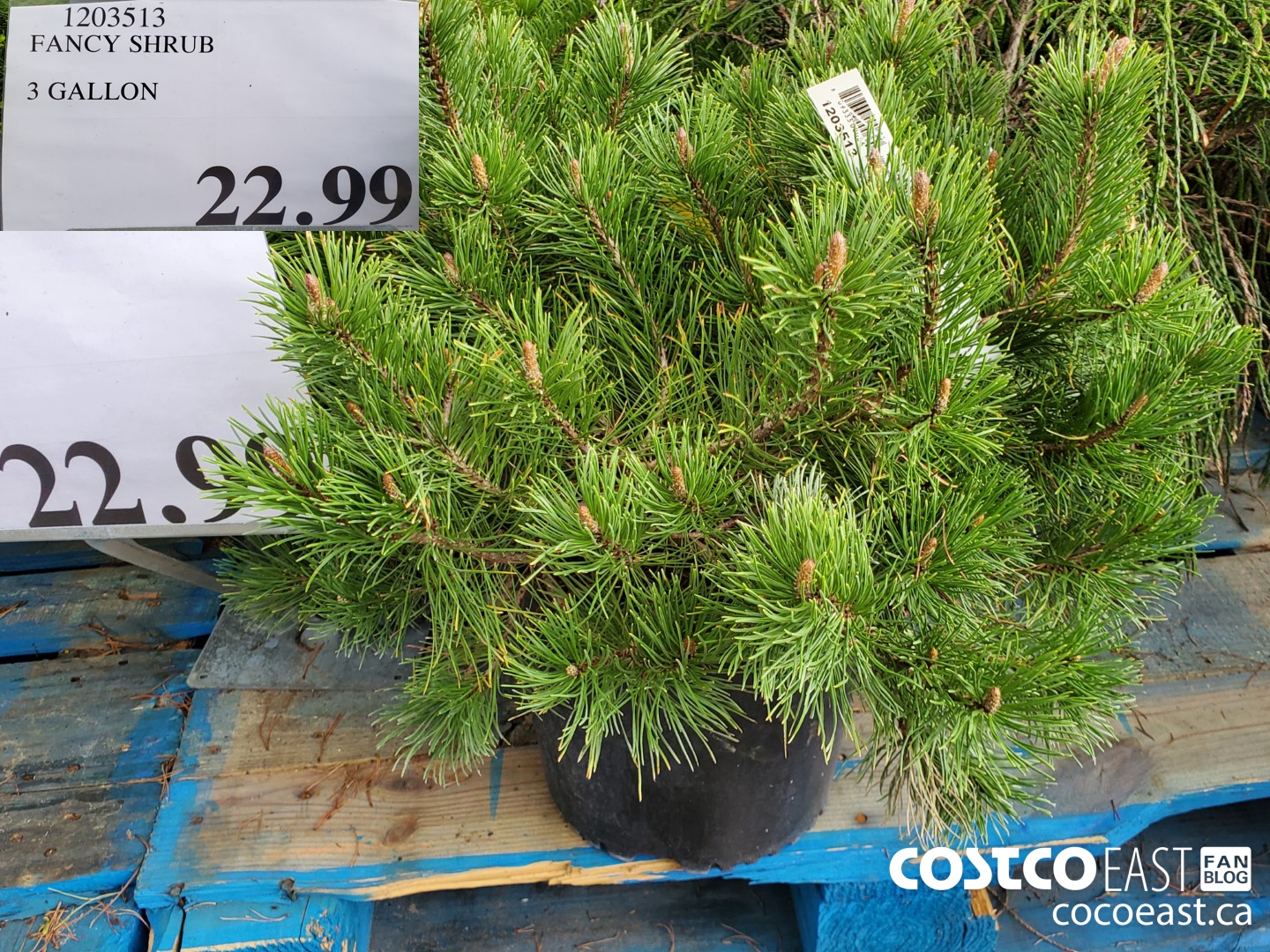 1203513 FANCY SHRUB 3 GALLON $22.99