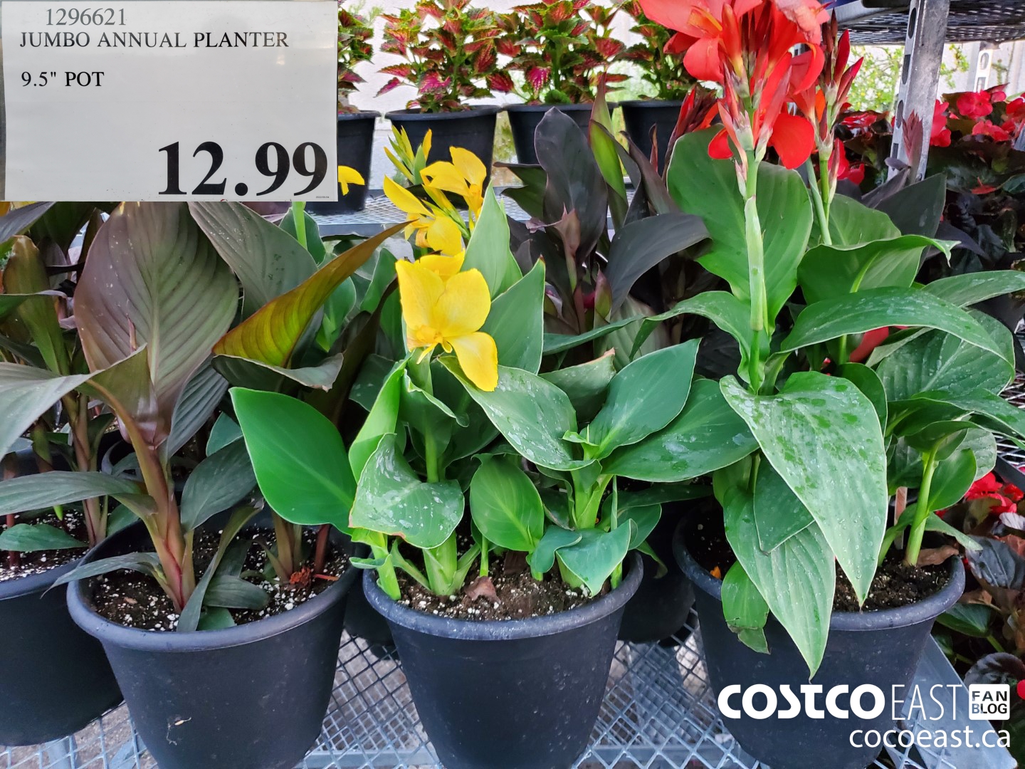 1296621 JUMBO ANNUAL PLANTER 9.5