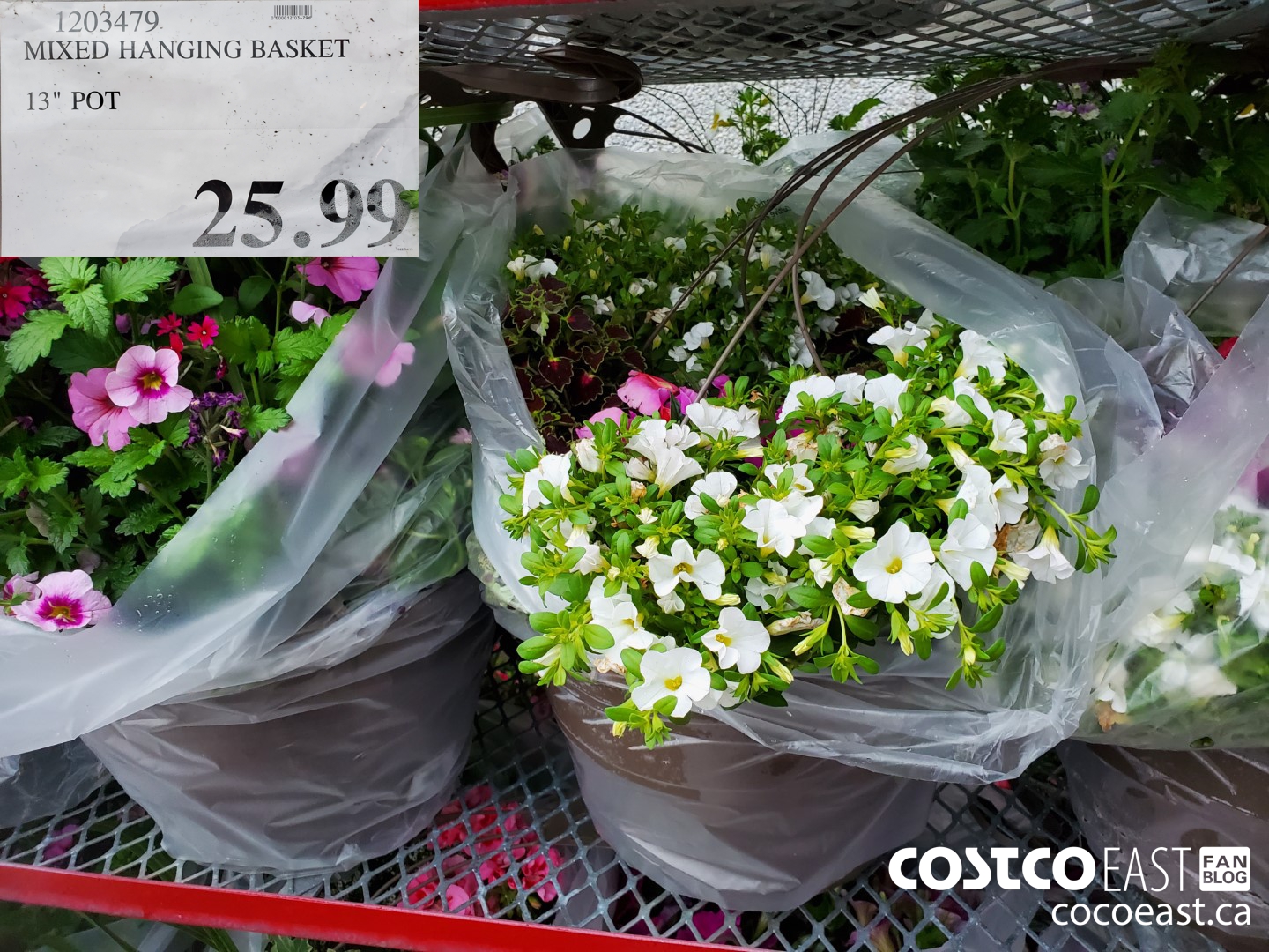 1203479 ‘MIXED HANGING BASKET 13