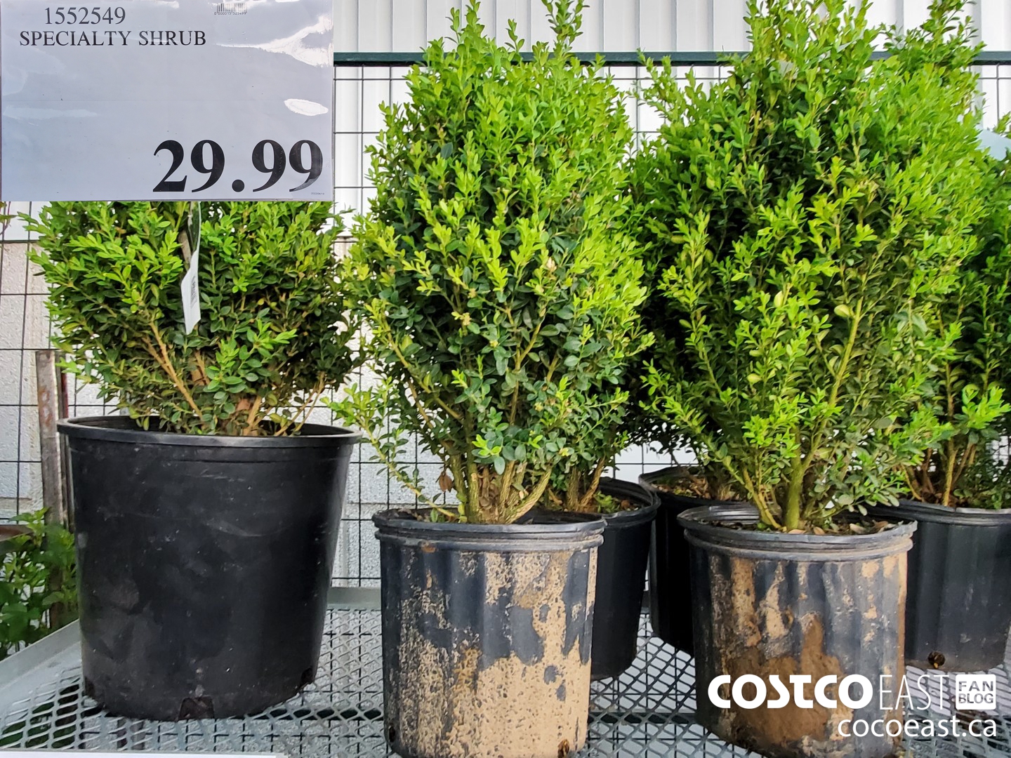 1552549 SPECIALTY SHRUB $29.99