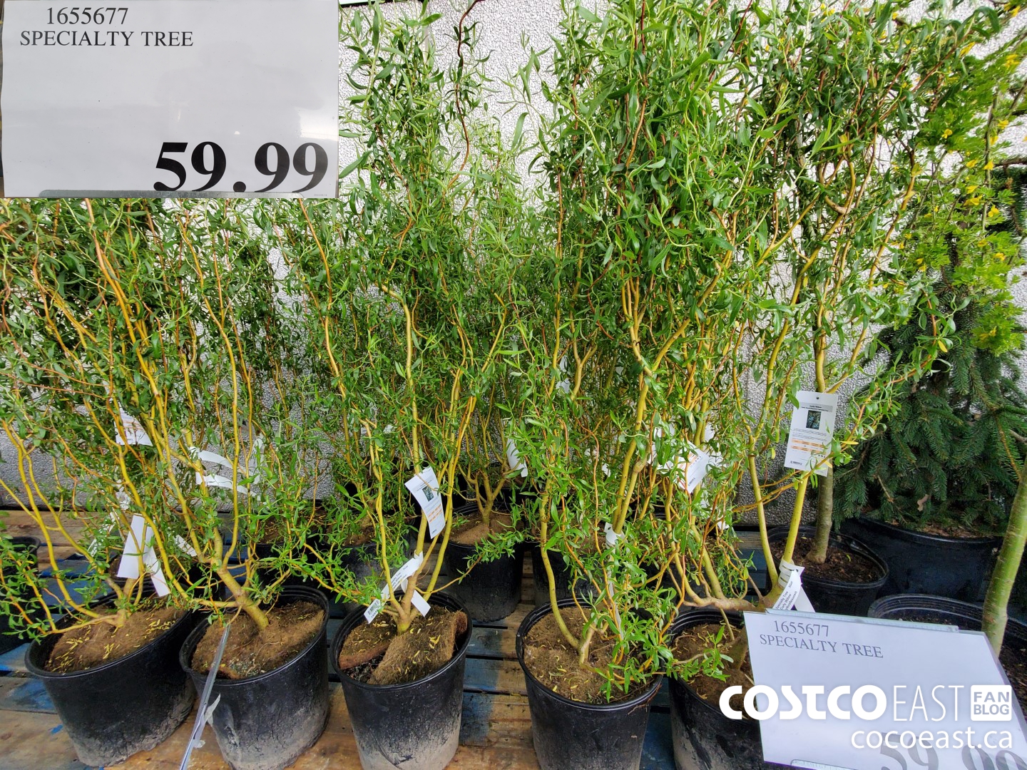 Costco East May 18th 2022 Superpost: The Entire Garden Center! - Costco  East Fan Blog