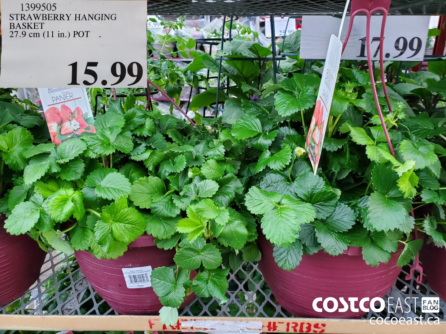 1399505 STRAWBERRY HANGING BASKET 27.9 cm (11 in.) POT $15.99