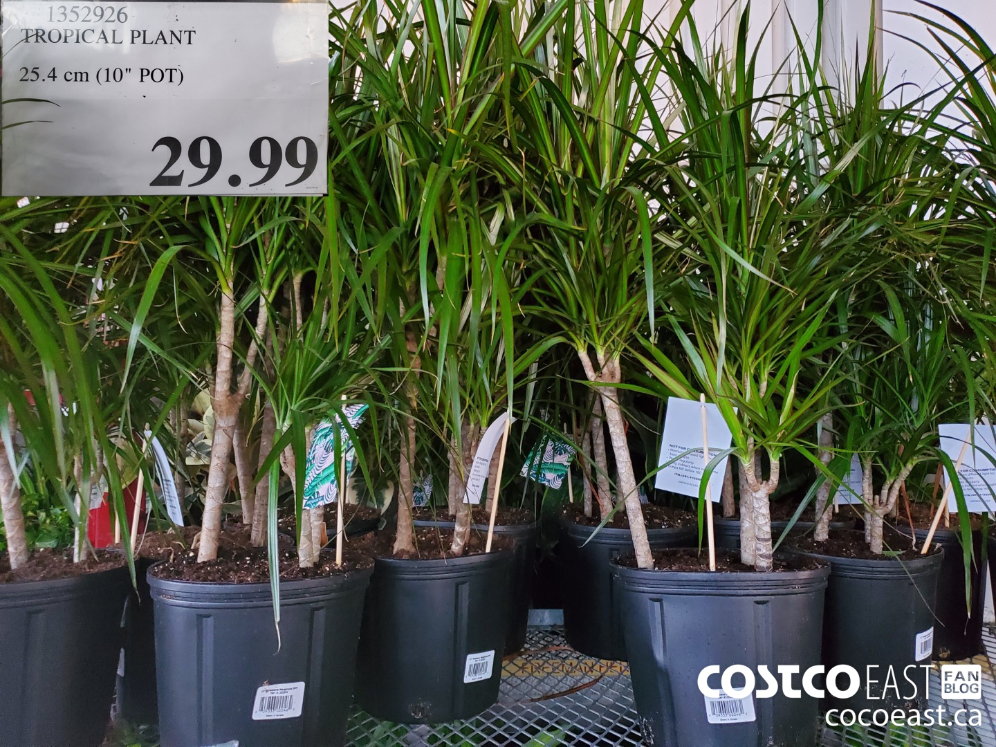 1352926 TROPICAL PLANT 25.4 CM (10