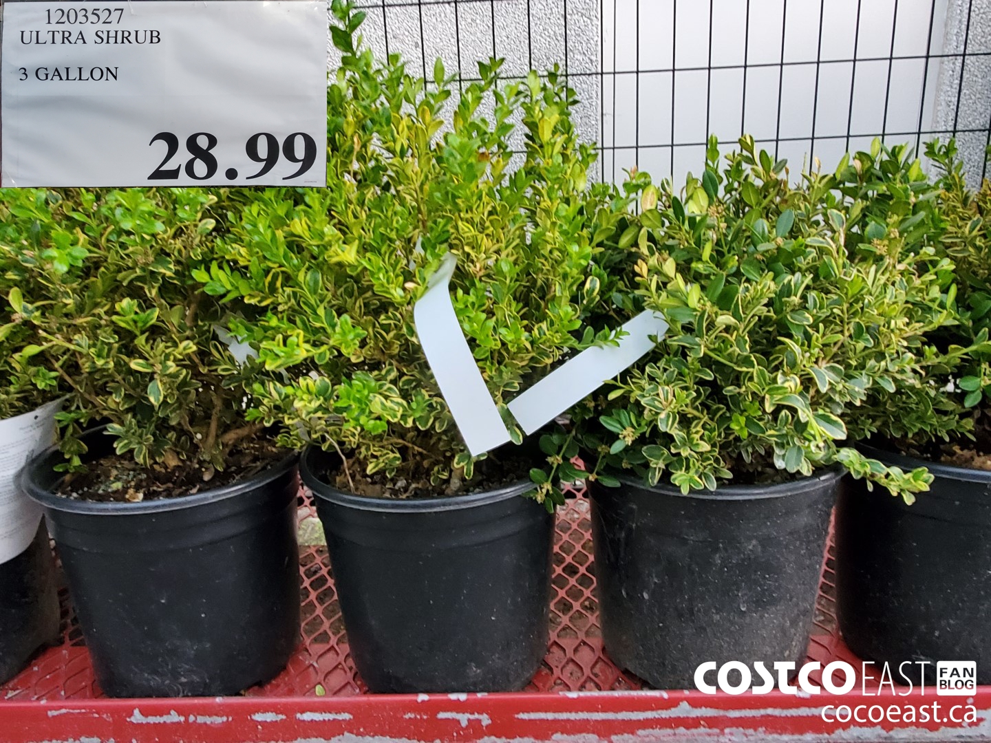 1203527 ULTRA SHRUB 3 GALLON $28.99