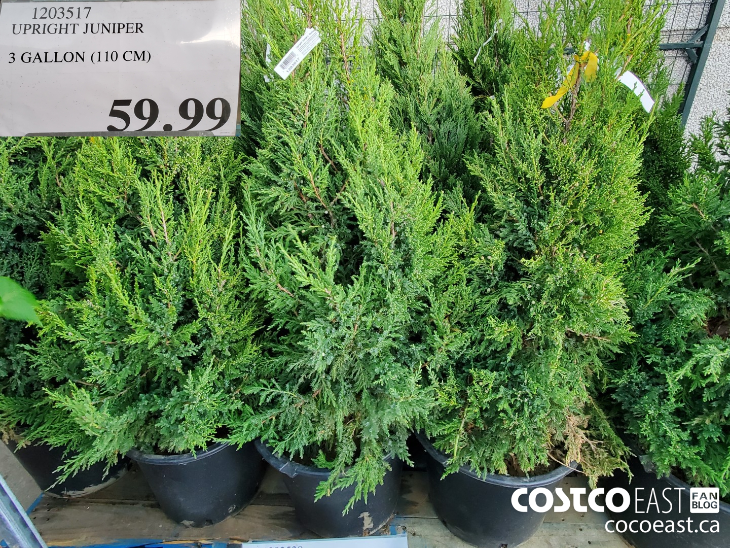 1203517 UPRIGHT JUNIPER 3 GALLON (110 CM) $59.99