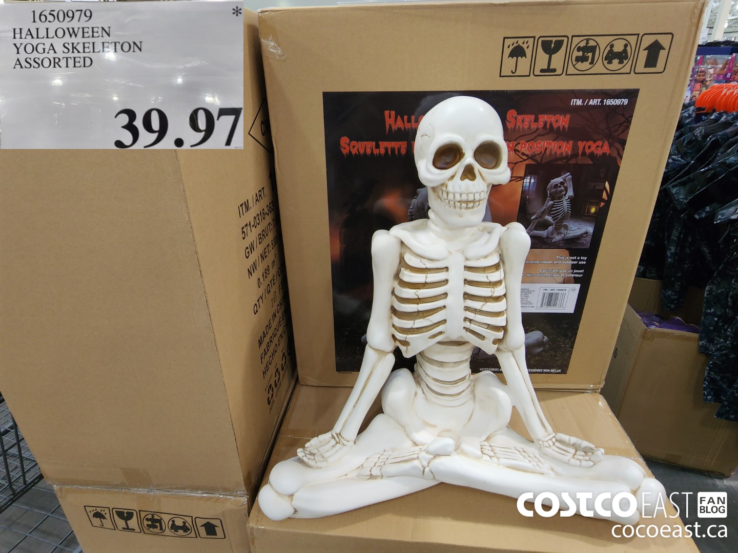 1650979 HALLOWEEN YOGA SKELETON ASSORTED $39.97