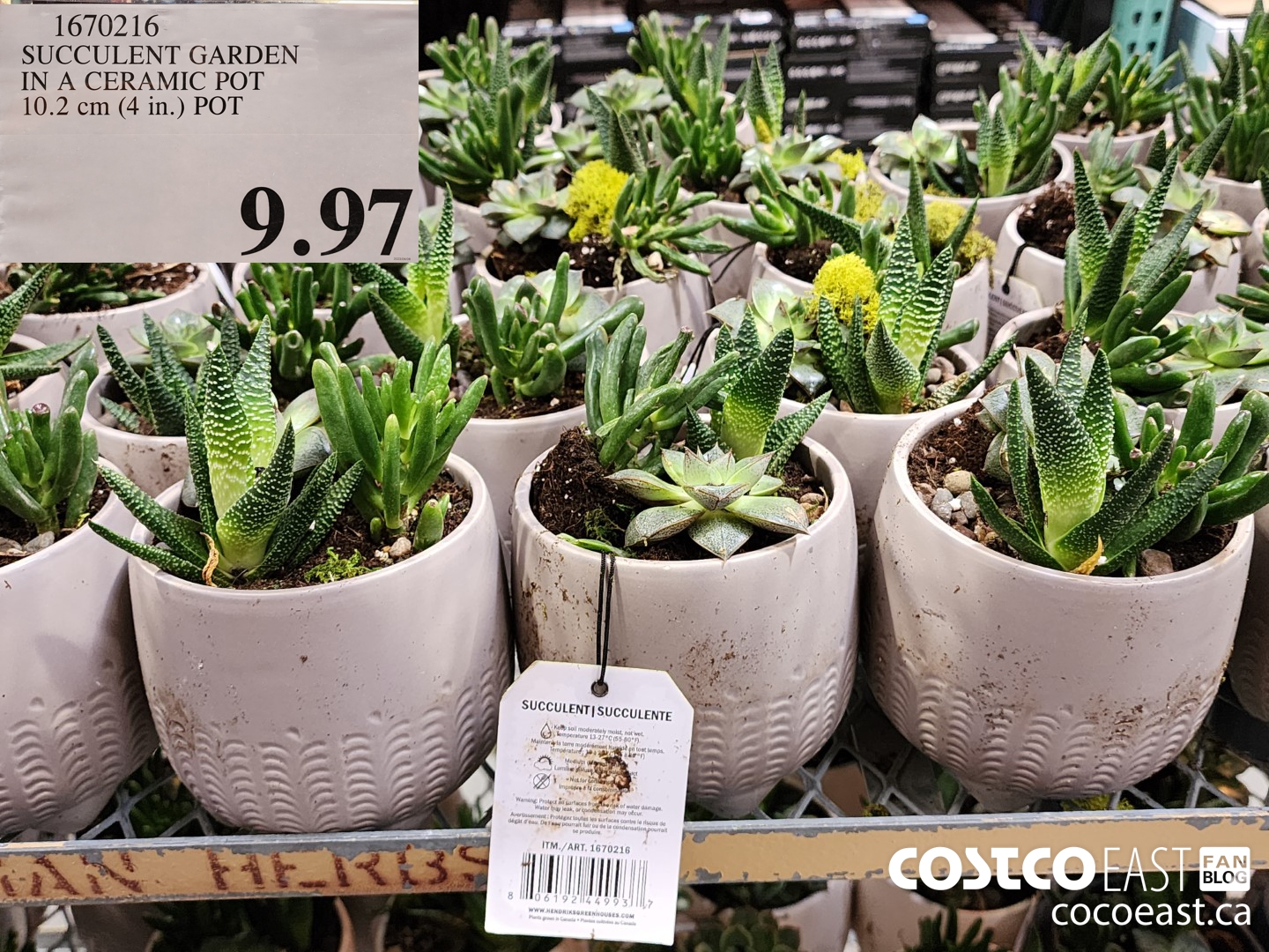 1670216 SUCCULENT GARDEN IN A CERAMIC POT 10.2 cm (4 in.) POT $9.97