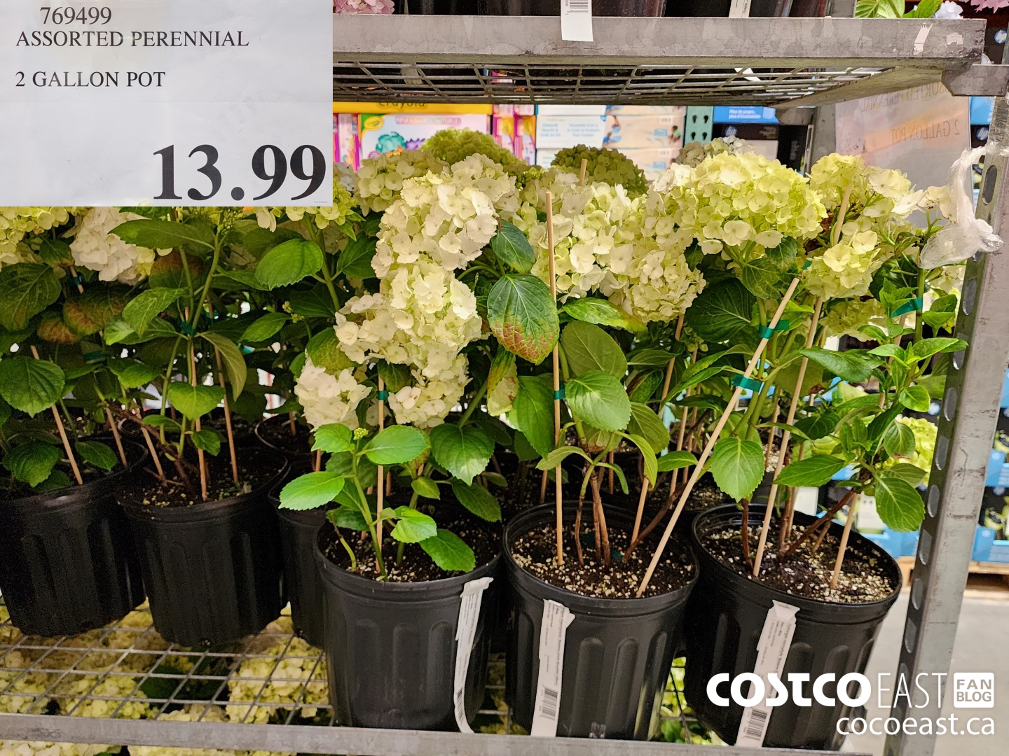 169499 ASSORTED PERENNIAL 2 GALLON POT $13.99