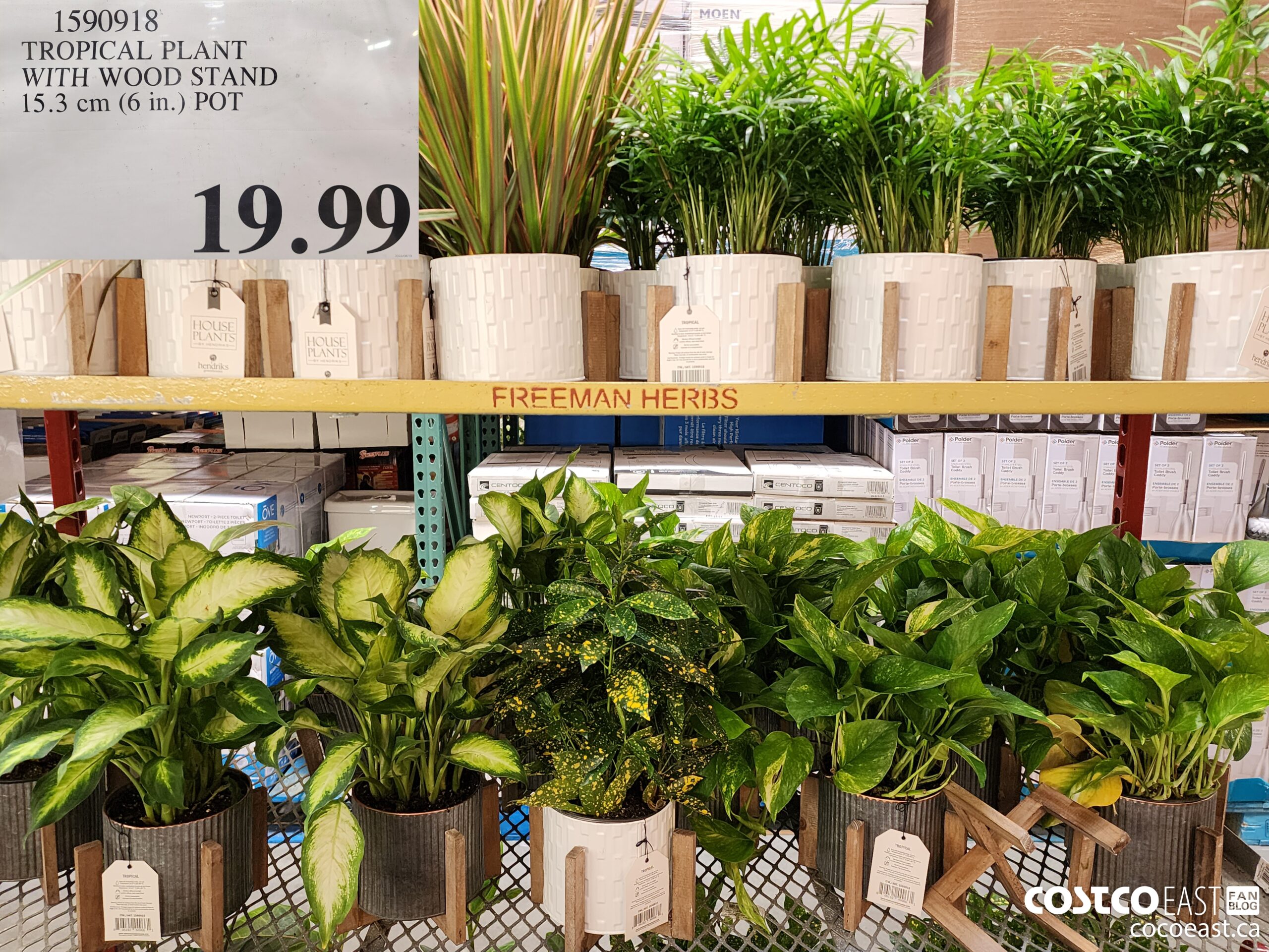 1590918 TROPICAL PLANT ~ WITH WOOD STAND 15.3 CM (6 in) pot  $19.99