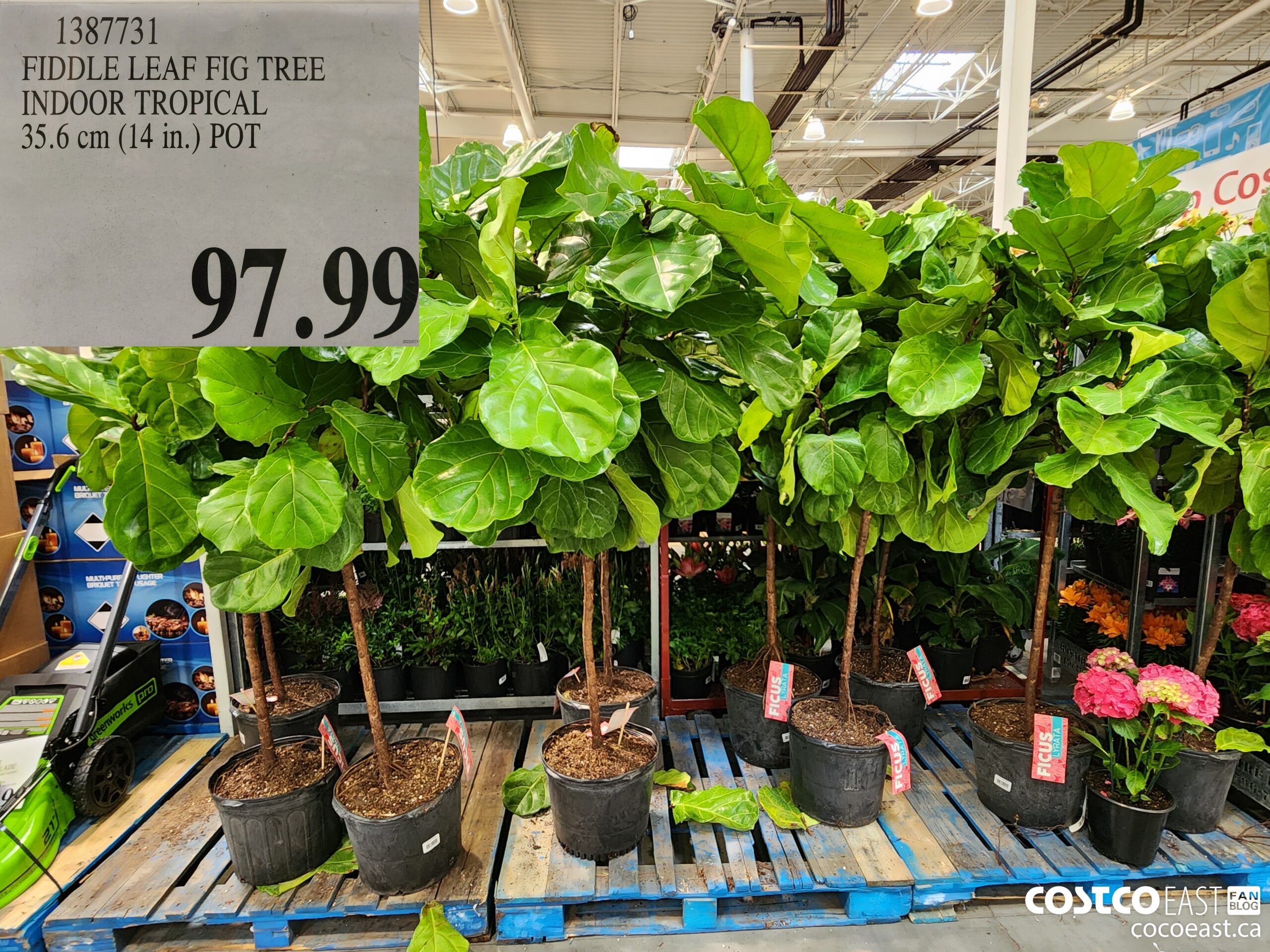1387731 FIDDLE LEAF FIG TREE INDOOR TROPICAL 35.6 cm (14 in.) POT $97.99