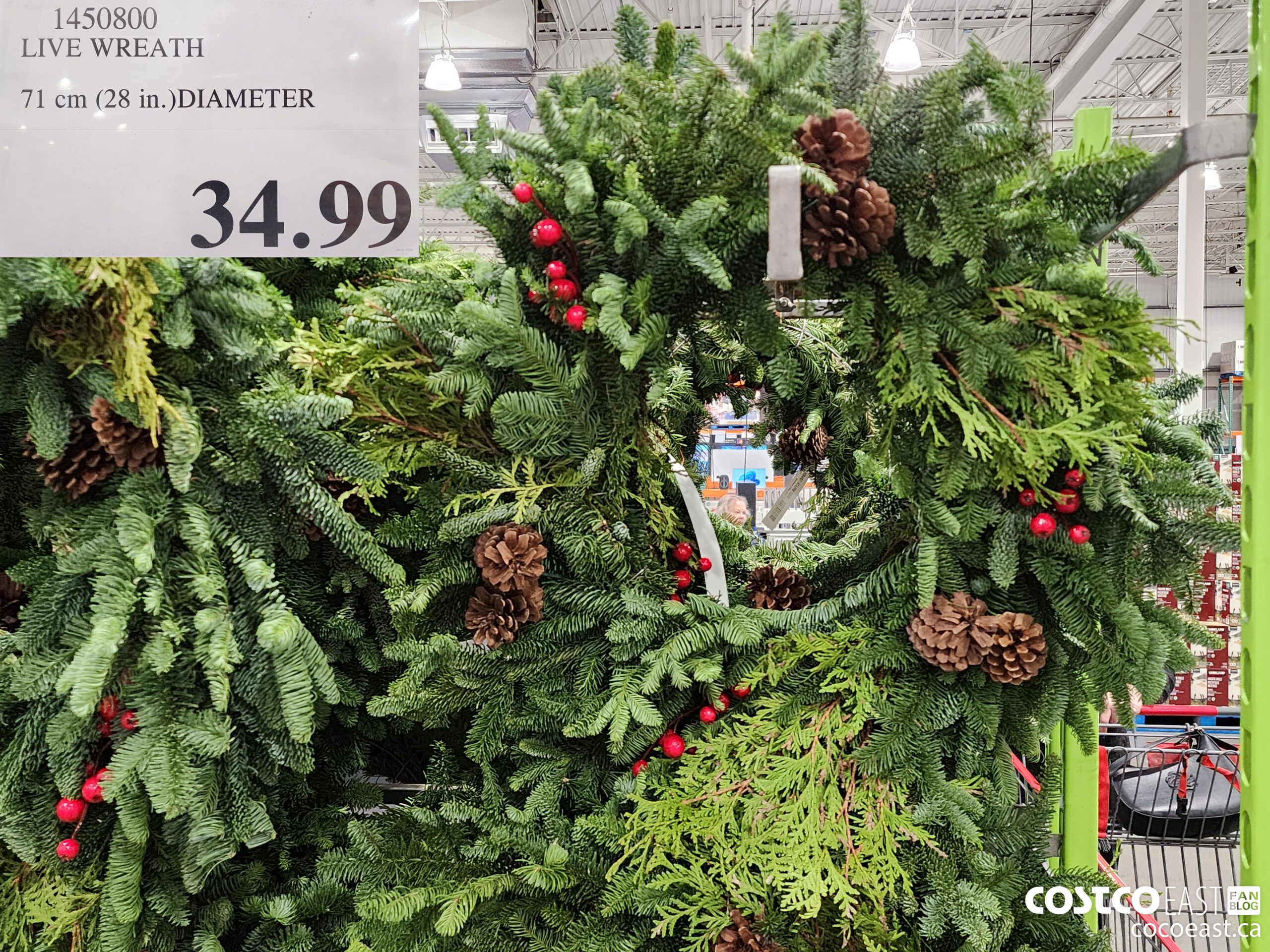 1450800 LIVE WREATH 71 cm (28 in.)DIAMETER $34.99