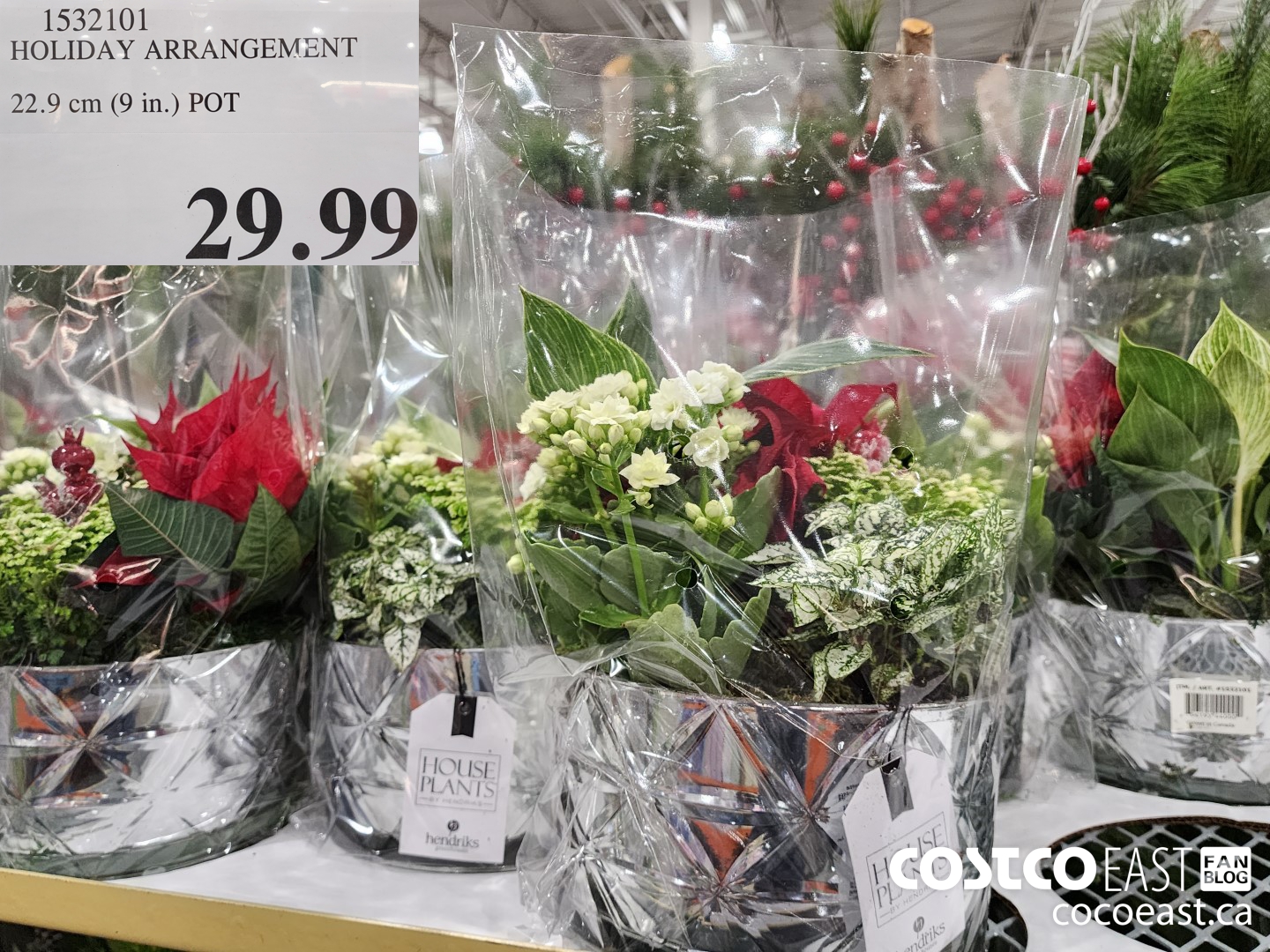 1532101 HOLIDAY ARRANGEMENT 22.9 cm (9 in.) POT $29.99