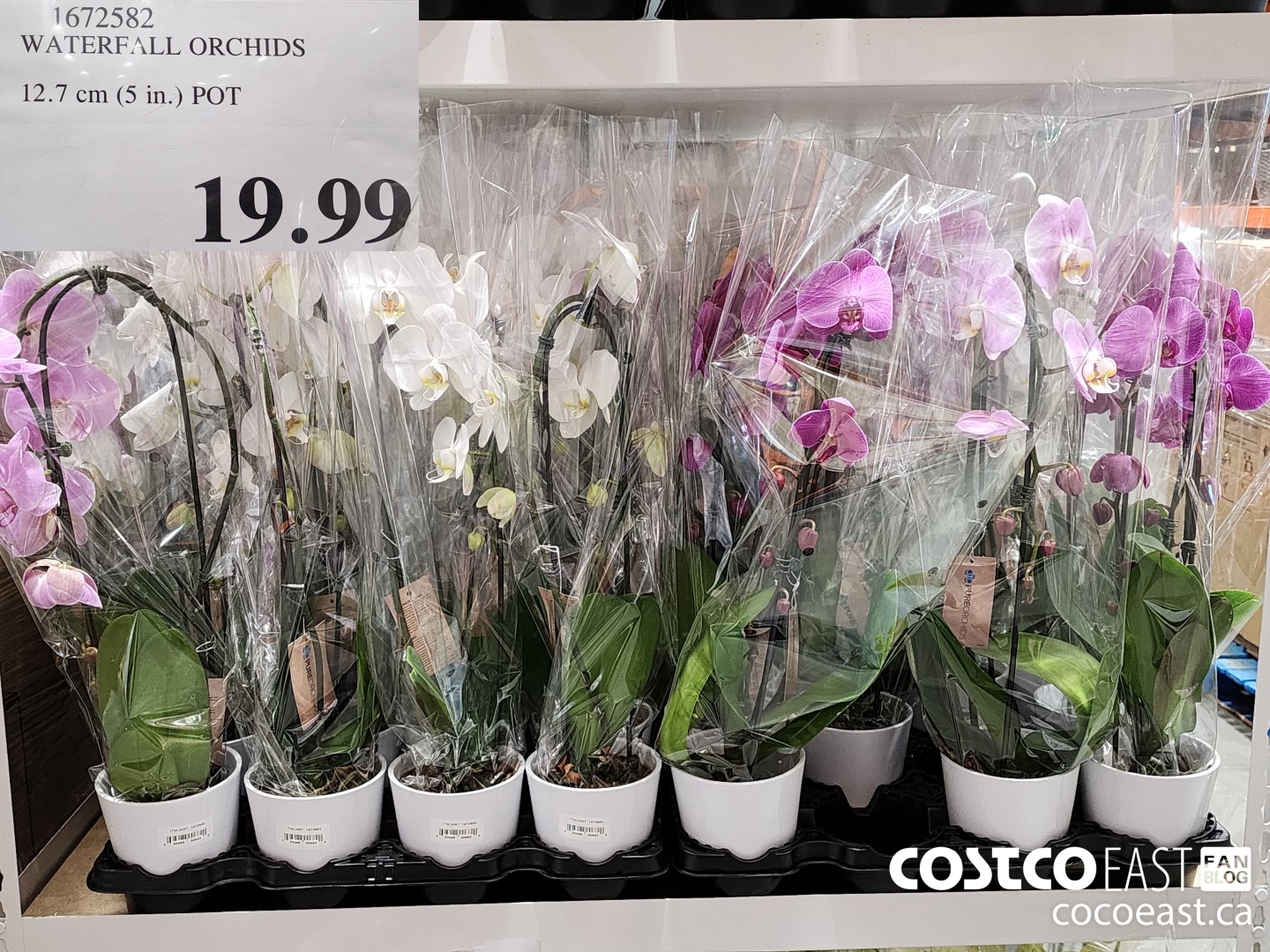 1672582 WATERFALL ORCHIDS 12.7 cm (5 in.) POT $19.99