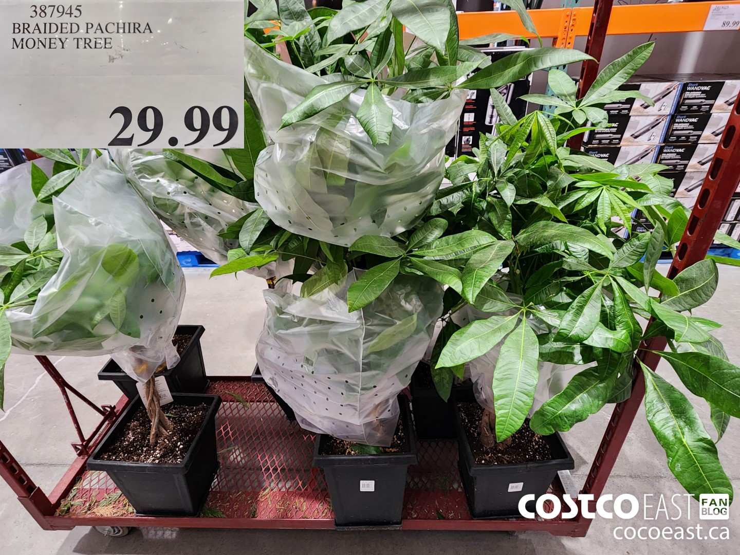 387945 BRAIDED PACHIRA MONEY TREE . $29.99