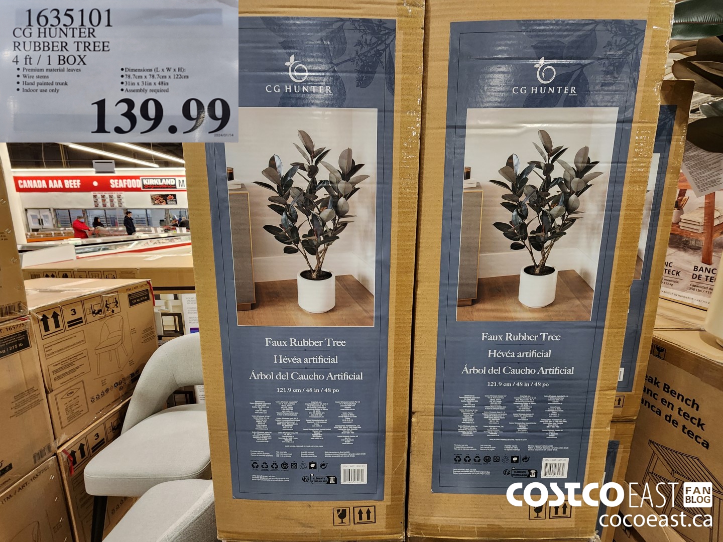 1635101 CG HUNTER RUBBER TREE 4 FT / 1 BOX $139.99