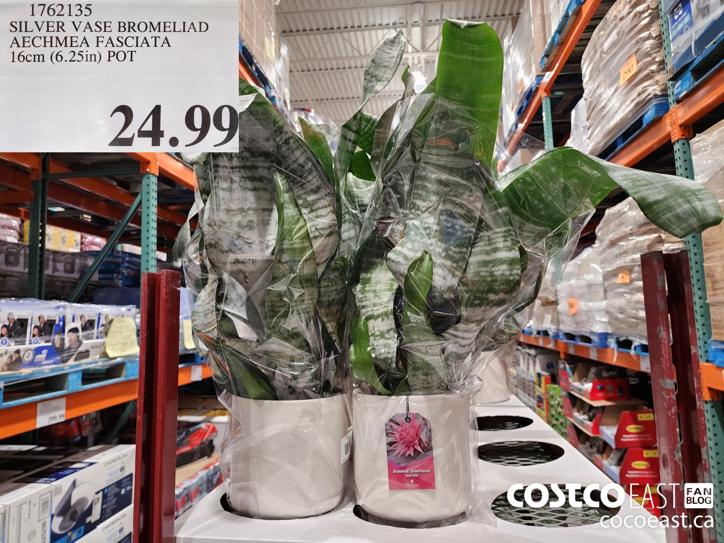 1762135 SILVER VASE BROMELIAD AECHMEA FASCIATA 16cm (6.25in) POT $24.99