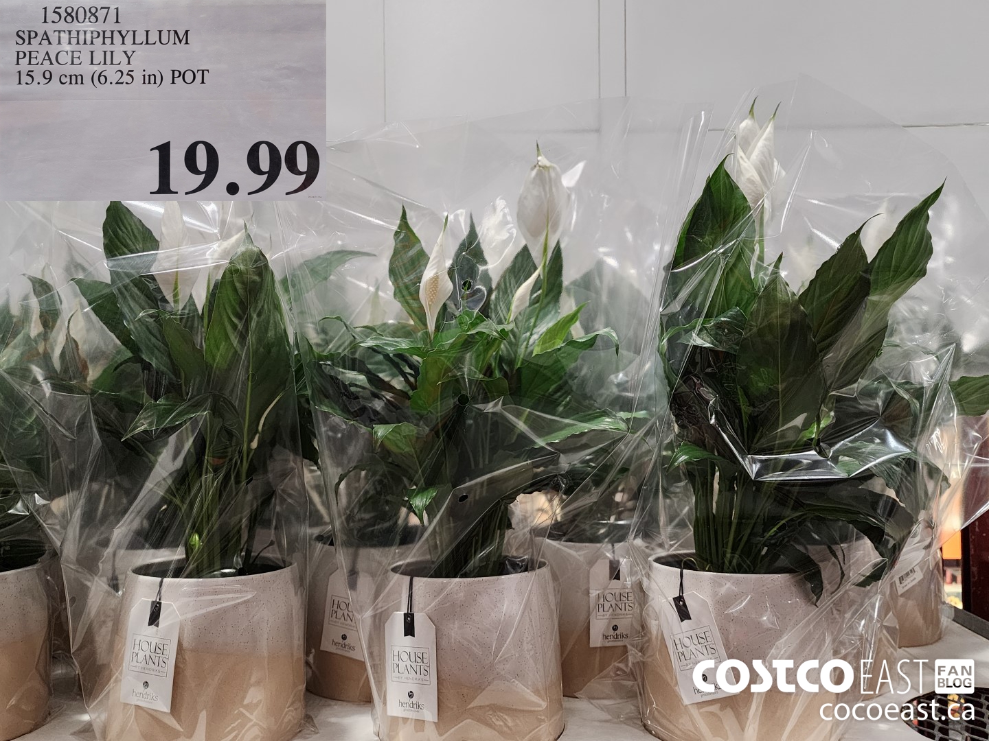 1580371 SPATHIPHYLLUM PEACE LILY 15.9 cm (6.25 in) POT $19.99