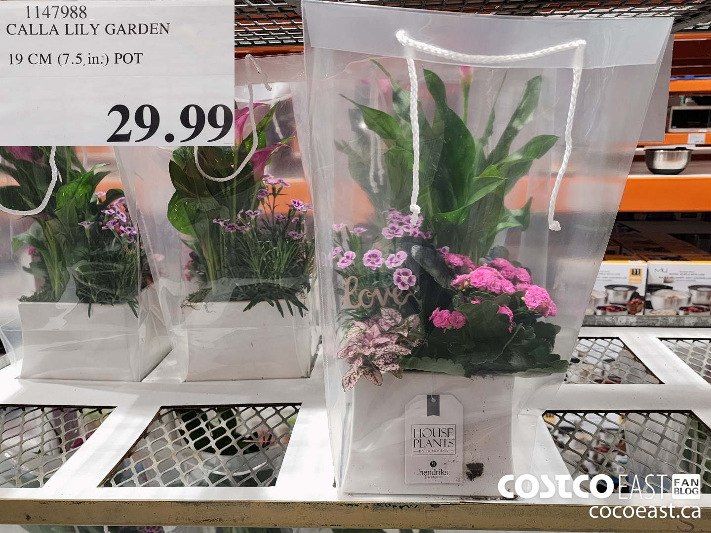1147988 CALLA LILY GARDEN 19 CM (7.5 in.) POT $29.99