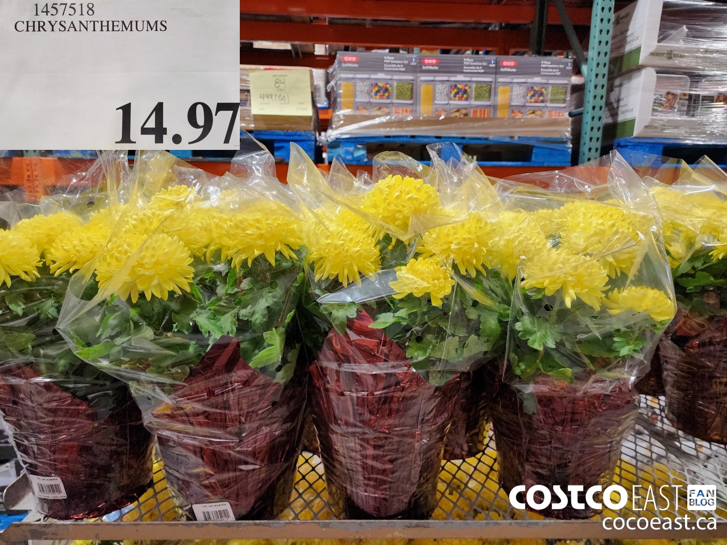 1457518 CHRYSANTHEMUMS $14.97