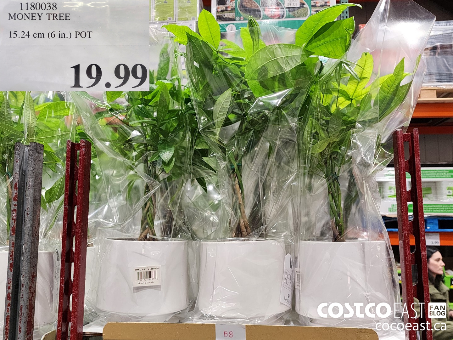 1180038 MONEY TREE 15.24 cm (6 in.) POT $19.99