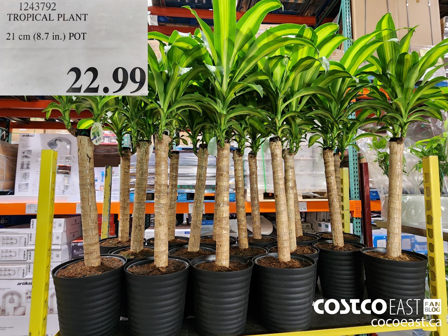 1243792 TROPICAL PLANT 21CM POT $22.99