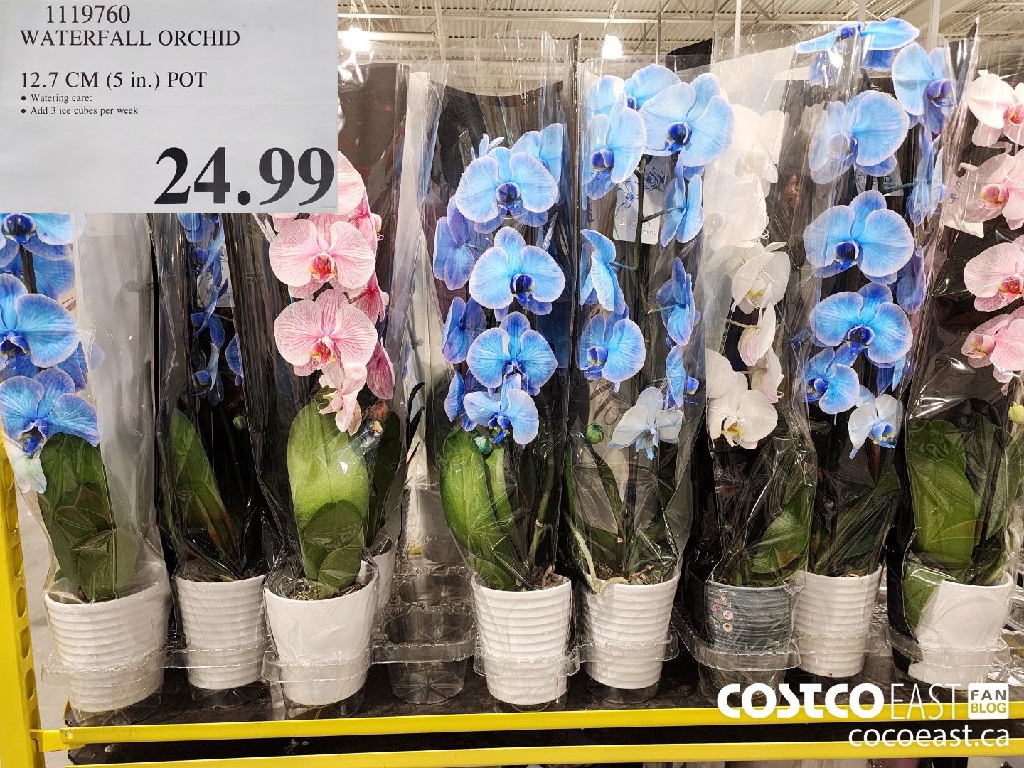 1119760 WATERFALL ORCHID 12.7 CM (5 in.) POT $24.99