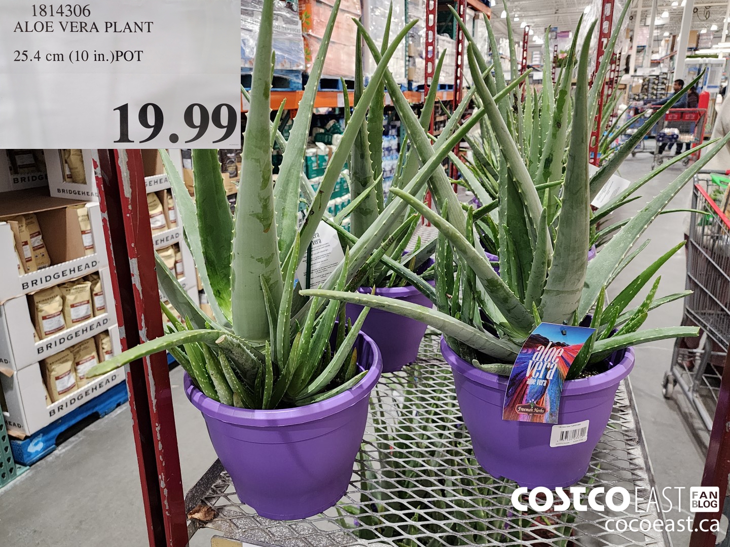 1814306 ALOE VERA PLANT 25.4 cm (10 in.)POT $19.99
