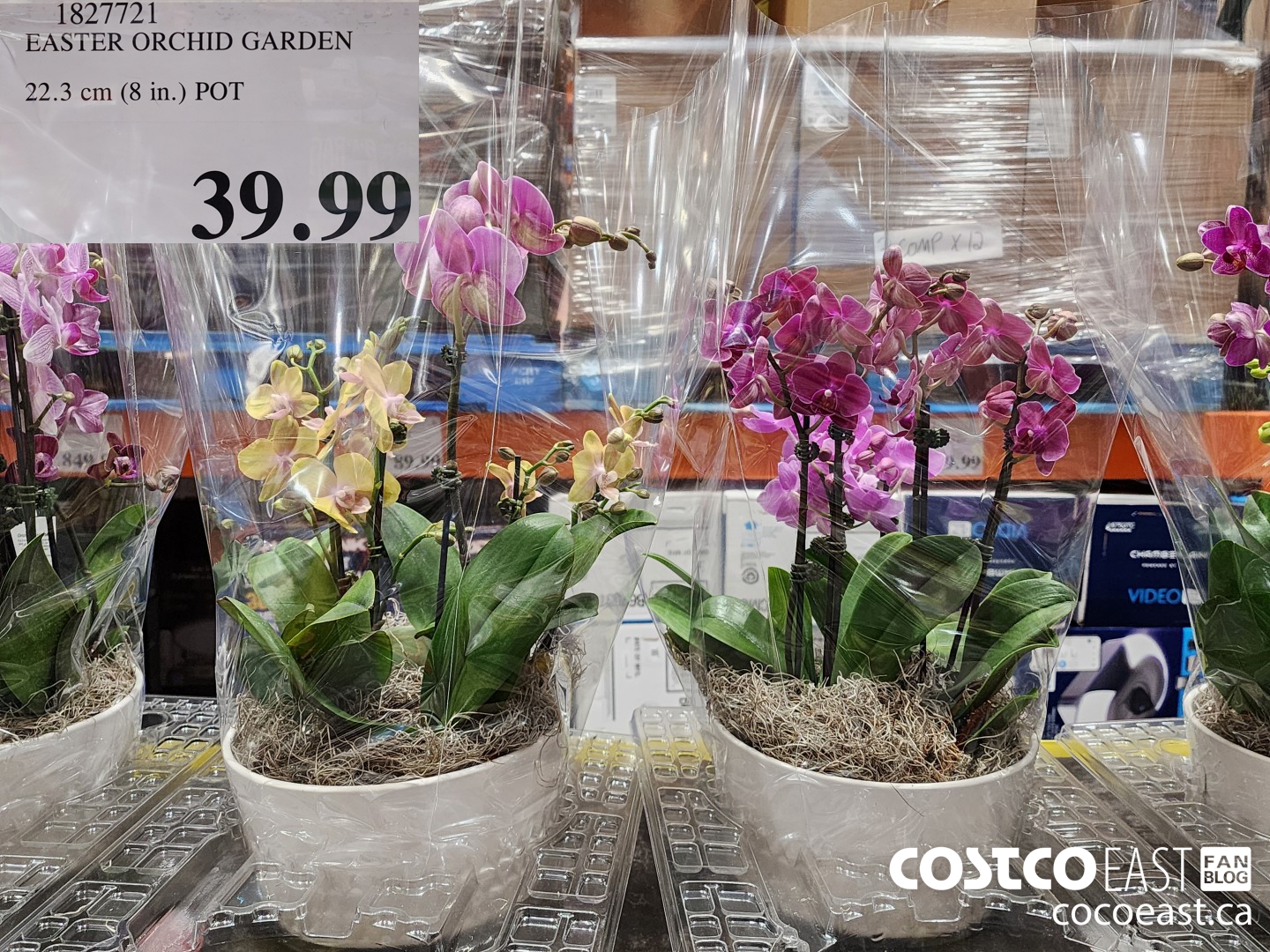 1827721 EASTER ORCHID GARDEN 22.3 cm (8 in.) POT $39.99