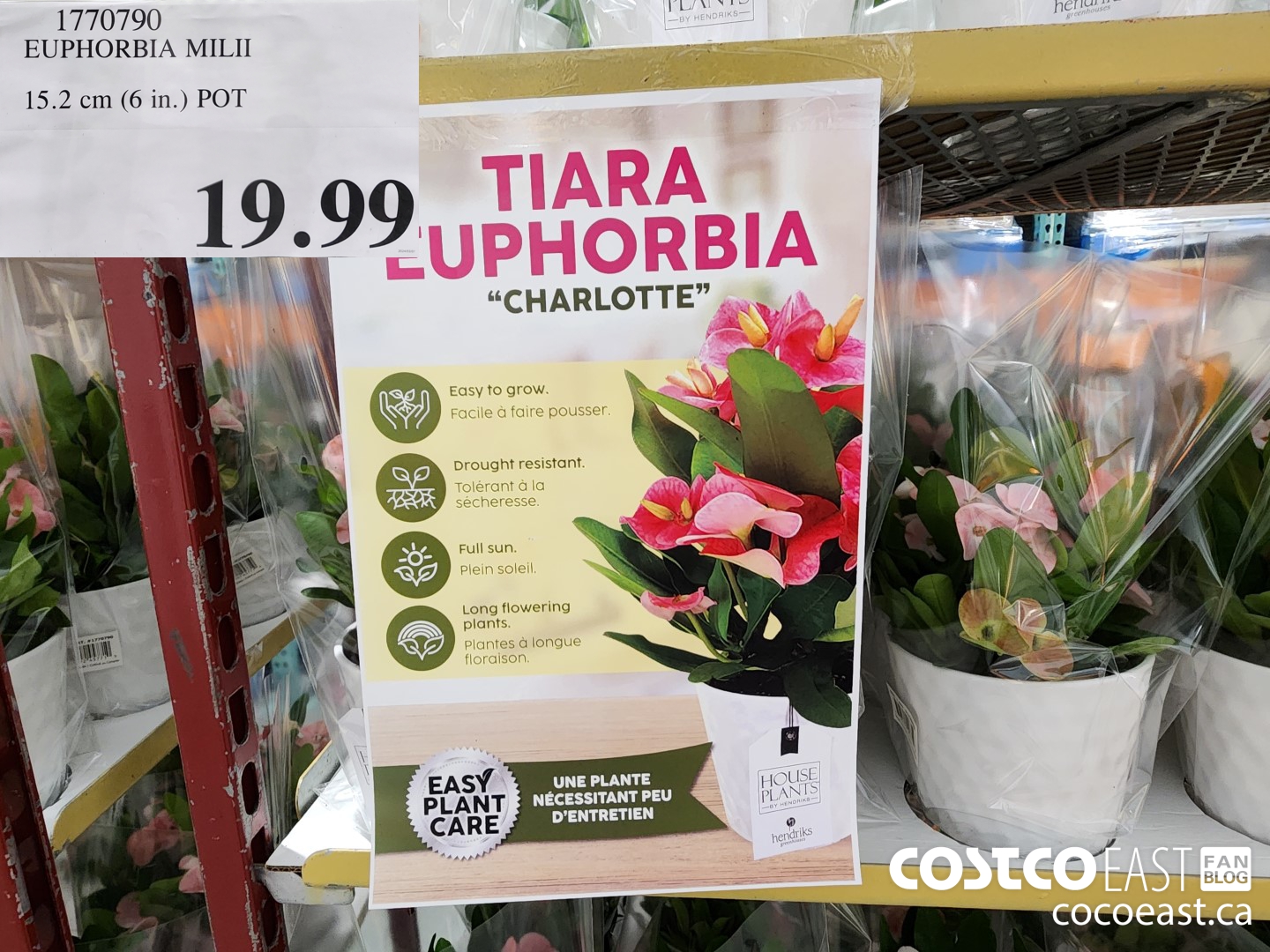 1770790 EUPHORBIA MILI 15.2 cm (6 in.) POT $19.99