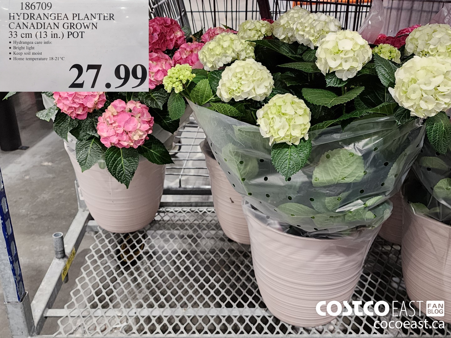 186709 HYDRANGEA PLANTER CANADIAN GROWN 33 cm (13 in.) POT $27.99